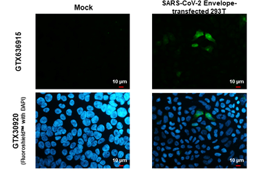 Anti-SARS-CoV-2 (COVID-19) Envelope antibody [HL1443] used in Immunocytochemistry/ Immunofluorescence (ICC/IF). GTX636915